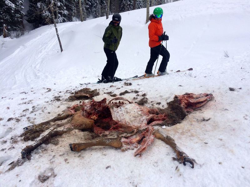 Elk remains, no more than a couple days old.  Mountain Lion?