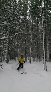 Snowy day in the Divide Trees