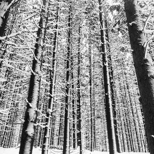 This pine stand is the protector of fresh tracks held within.