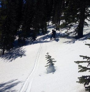 Nice open trees with a consistent angle make this a great zone!