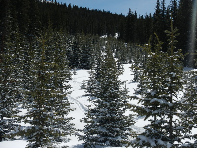 An abundance of young saplings make for some exciting slalom-style tree skiing. It won't be long before these trails are completely grown in.