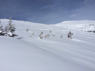 Looking out over Caribou glade