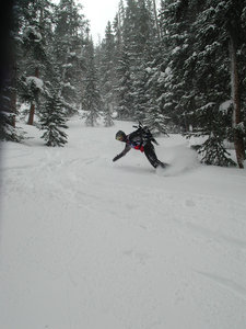Enjoying Woodland Trees