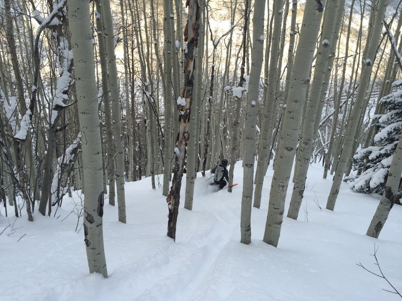 North-facing trees can offer good snow even when the south faces are crusty. This picture shows a typical tree section, though some sections are tighter or more open.