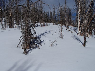 Looking up at the burnt trees near the appropriately named Burnt Know.  Bring an old jacket or avoid the jagged branches!