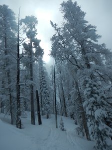 Powder day on the fun slopes of Lil Japan.