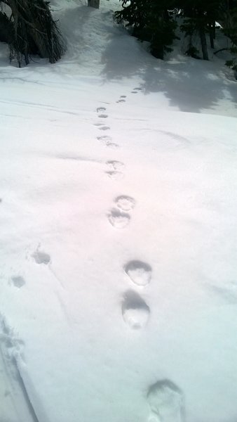 Bear tracks lead into the trees at nearly 10,000 feet.