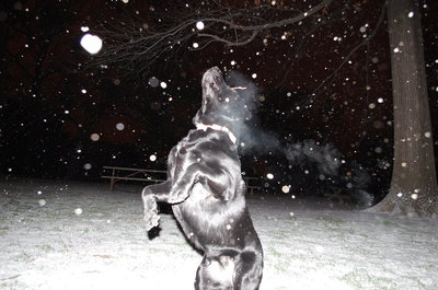 Fresh snow and a dog loving it!