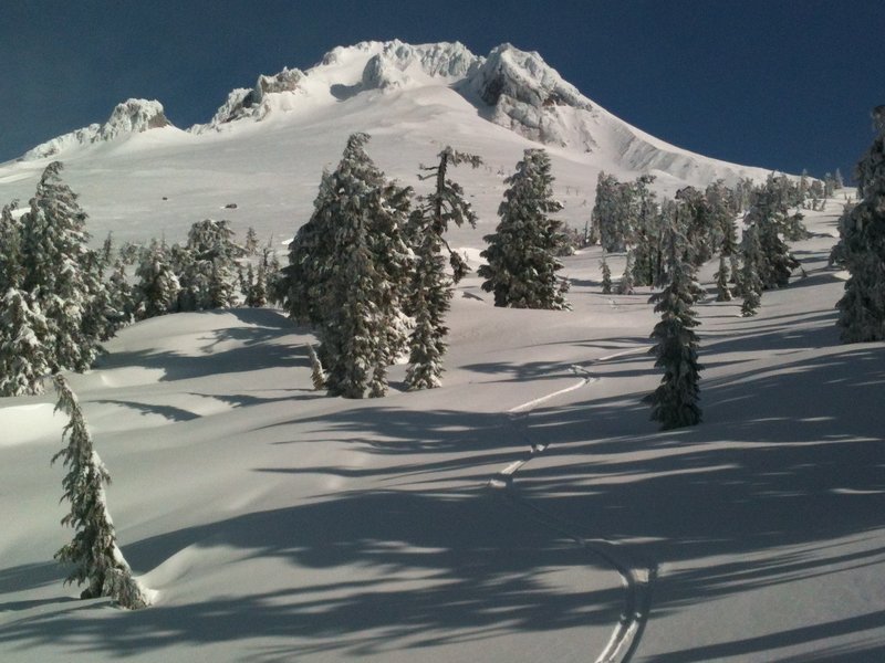 Skiing the Trees in Little Zig, Timberline, OR.