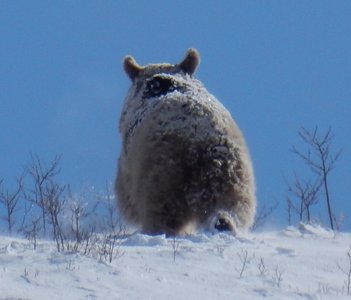 A bear retreats on Bujakan Mountain.
