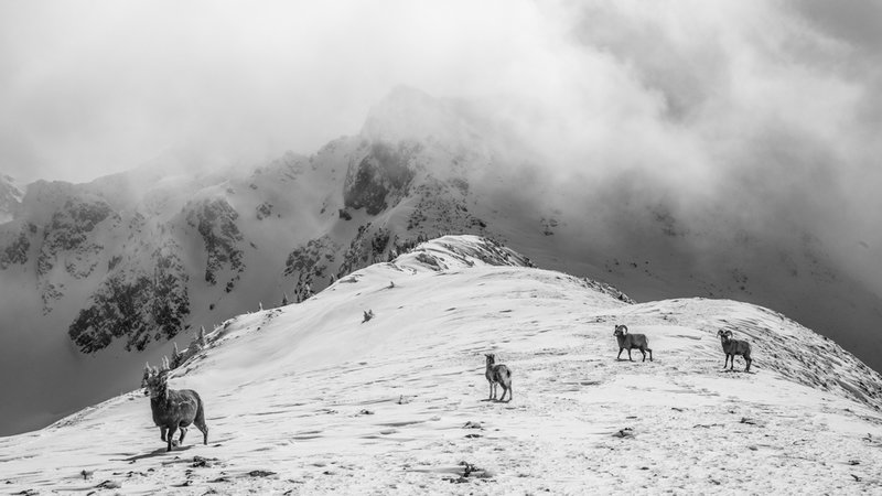 Young bighorn sheep on Kachina Peak's south ridge