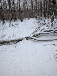 A step-over on the trail. Beaver Loop may be easy, but it's not quite like you may be used from groomed trails...