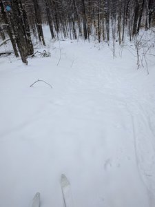 Beaver Loop is a gentle XC trail through the woods.