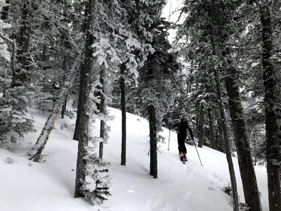 Heading up through a protected stretch of rime and windblown snow-covered trees.