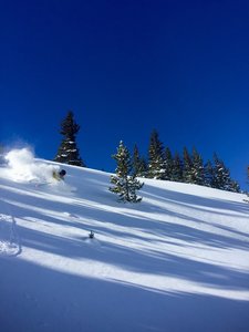 Bluebird powder is the best