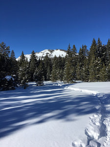 Trail through the timber