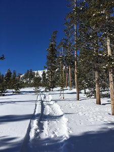 Clearing through the Timber