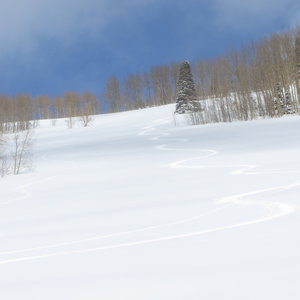 Here are my tracks down Powder Pansy.