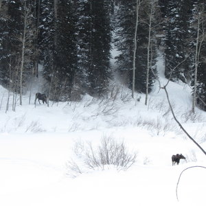 A mother and her calf—never get between them! Go way off the trail and around them. Here, the mother is on the skin-track, and I made my own track on the other side of the drainage.