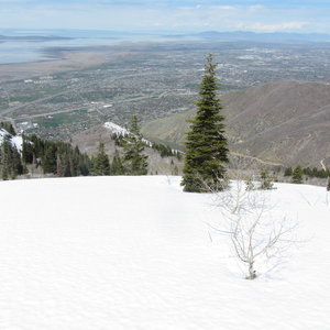 Beyond the tree the slope rolls over into a nice run down the spine.