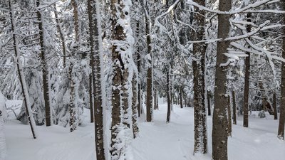 Tree skiing Bretton Woods