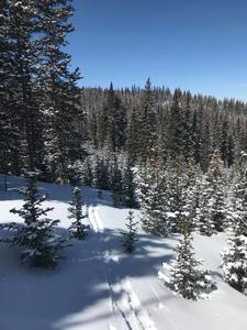 skinning up through the saplings