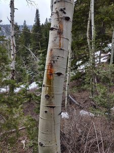 You may come across a few bloody trees on the approach.