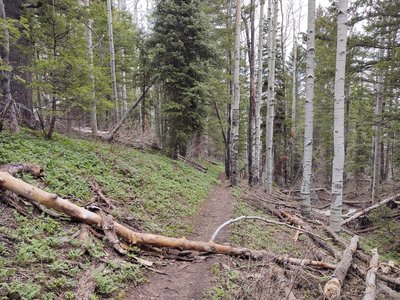 You may encounter a few obstacles on the approach.  I couldn't find a way around or over this log, so I ended up going under it.