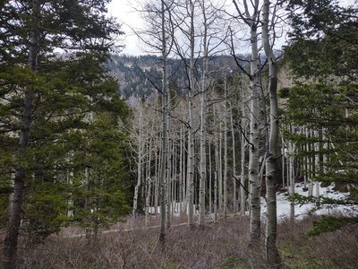 Do you still want to go to aspen?