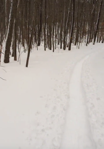 Skin track in flat section before hill.