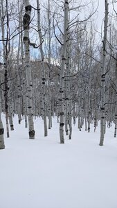 This is the Quaking Aspen section of the run. Ethereal feeling here, and some great turns through the trees on this gentle slope.