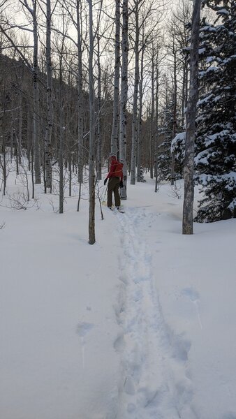 Skiing up through the thin aspen forest between Bear Flats and Apache Flats.