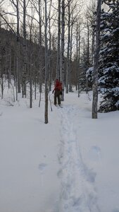Skiing up through the thin aspen forest between Bear Flats and Apache Flats.