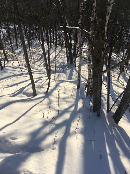 This a thick portion of the woods. Other areas are more clear and "skiable"