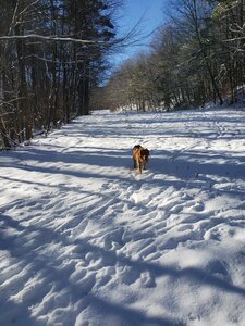 Looking Up White Rabbit