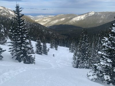 Meadow trees in the Springtime