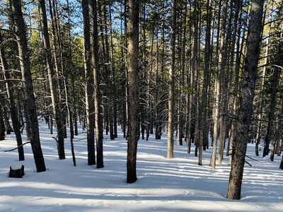 Absolutely perfect trees in this area.