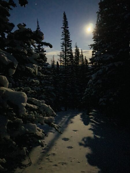 St Vrain Trees on a full moon pow day.