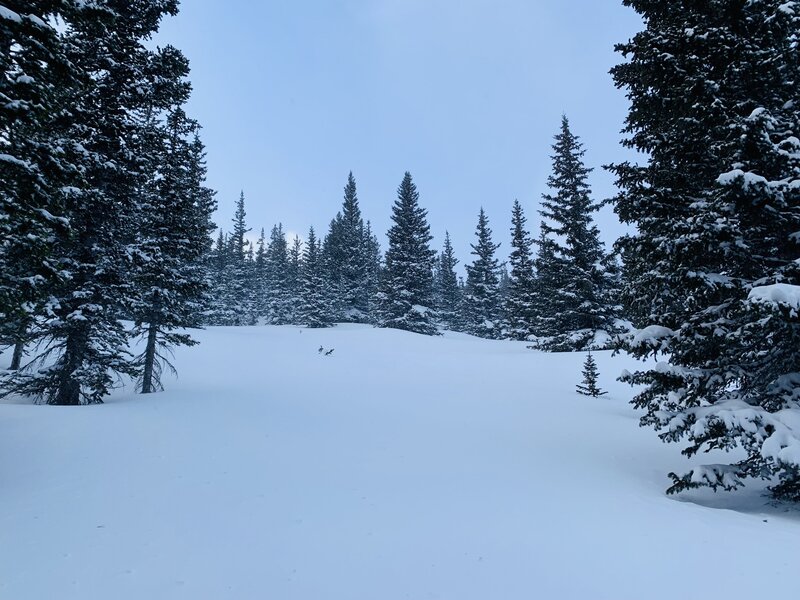 St Vrain Trees - always powdery