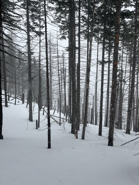 Skiing through charred trees.