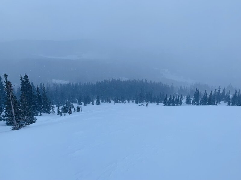 Looking down the upper main slope of the caribou trees (skiers right of skin track).