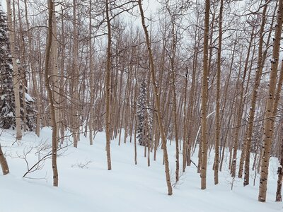 Beautiful snow in these glades in March.