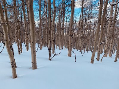 Aspen groves in Shark Park, low angle fun.