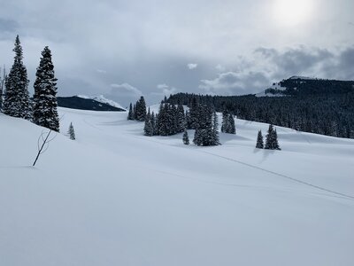 Barely touched pow in the Sugar Bowls