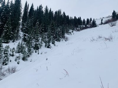 Looking at the Riley Trees from about halfway down the bowl.
