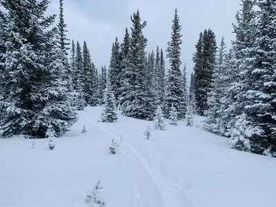 Glades on the North aspect of Park Cone