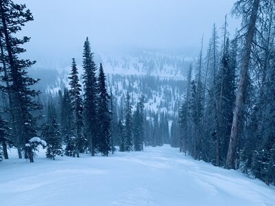 Perfect trees at dusk.