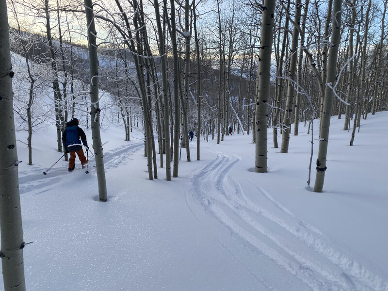 The Aspen glade between North Fork Lower Meadow and North Fork Hollow.