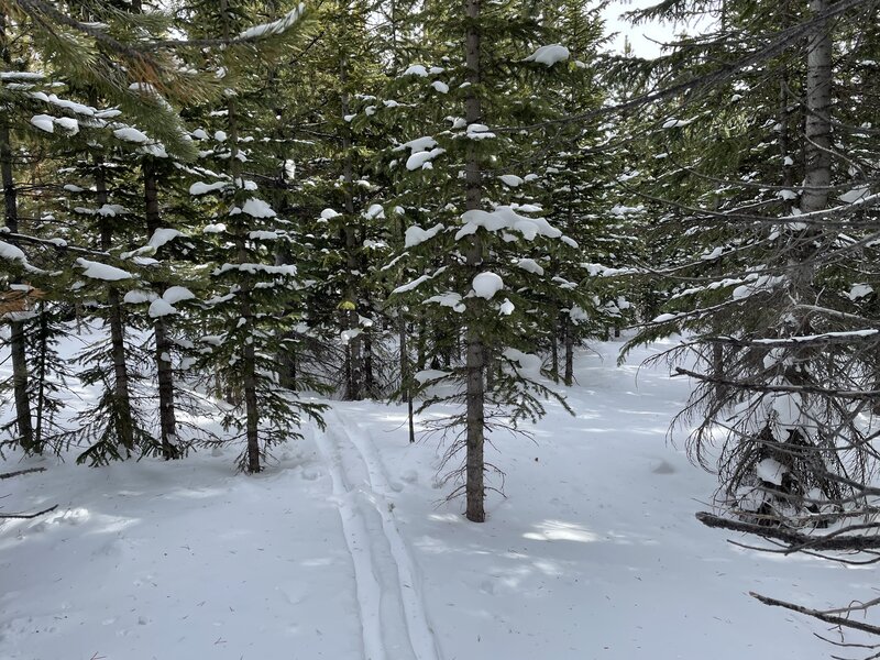 Fun forest navigation along the Pipeline trail.