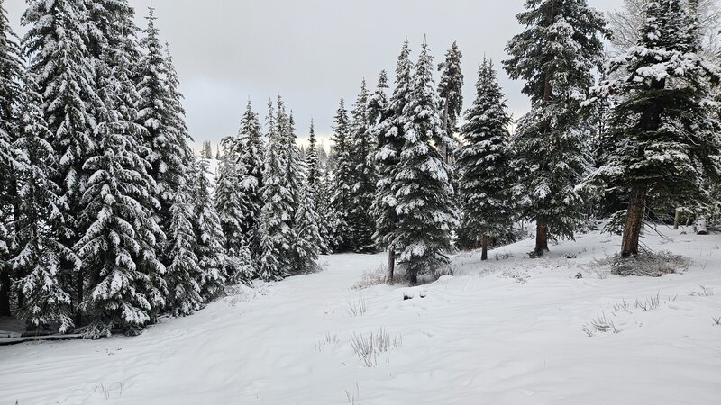 Trees on the way up.